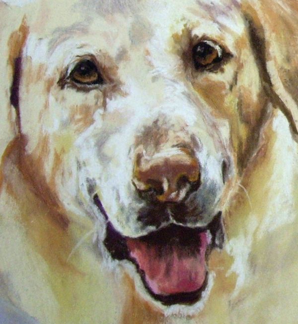 600x654 Yellow Lab Canvas Print Canvas Art By Debbie Anderson Labs - Yellow Lab Painting
