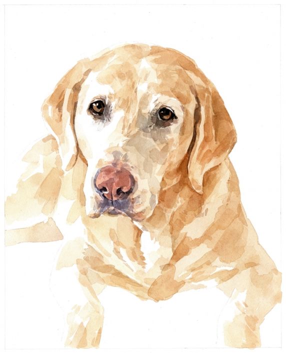 572x706 Yellow Labrador Retriever Watercolor 8x10 Painting Limited - Yellow Lab Painting