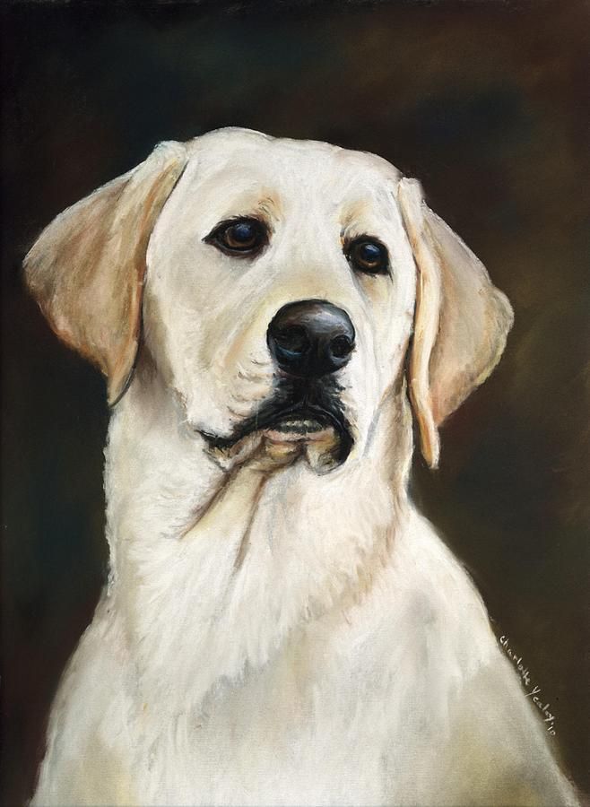 658x900 Yellow Labrador. - Yellow Lab Painting