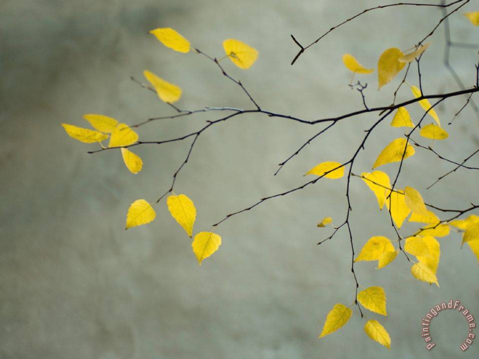 960x720 Collection Yellow Autumnal Birch Betula Tree Limbs Against Gray - Yellow Painting