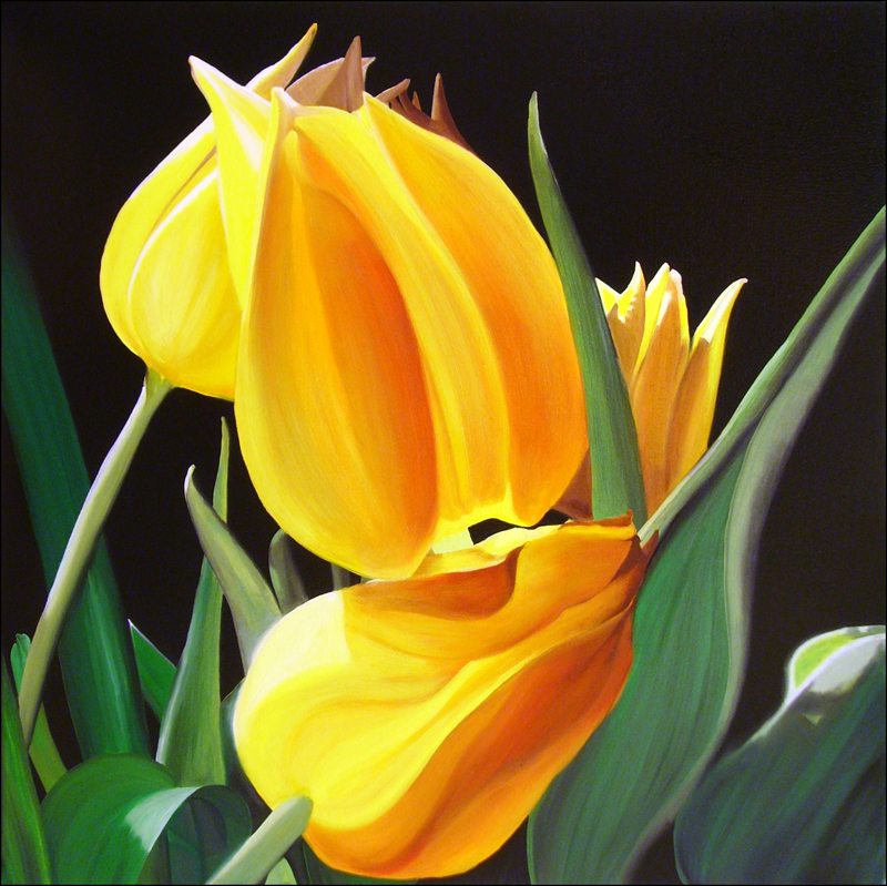 800x799 Yellow Tulips - Yellow Tulip Painting