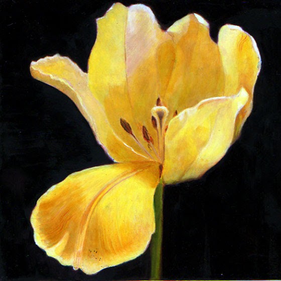 559x559 Dennis Crayon Oil Paintings Contemporary Realism Yellow Tulip 8 X 8 - Yellow Tulip Painting