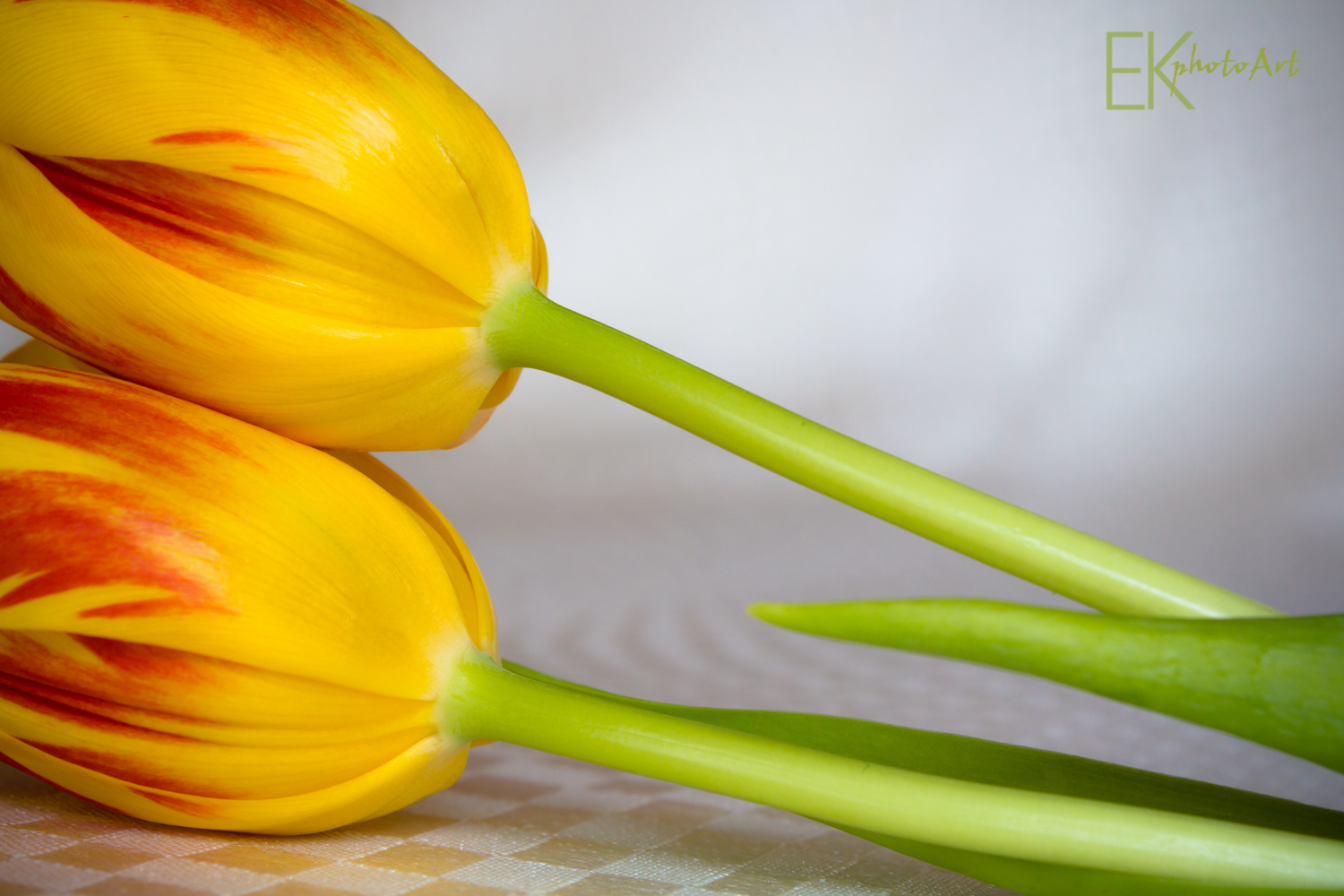 1500x1000 Tulips Ek Photography Amp Art Gallery - Yellow Tulip Painting