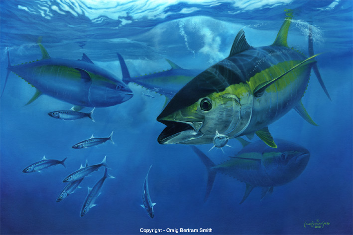 709x471 Untitled Document - Yellowfin Tuna Painting