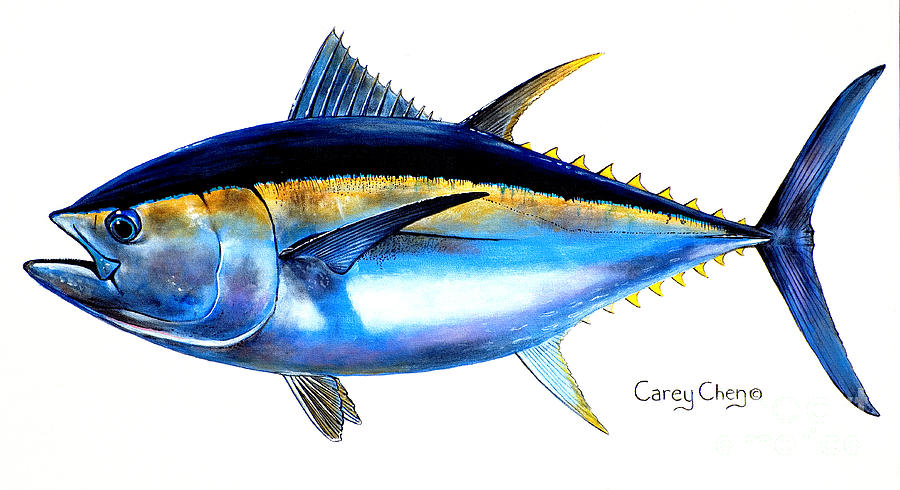 900x490 Big Eye Tuna Painting By Carey Chen - Yellowfin Tuna Painting