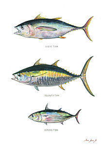 Yellowfin Tuna Painting at PaintingValley.com | Explore collection of ...