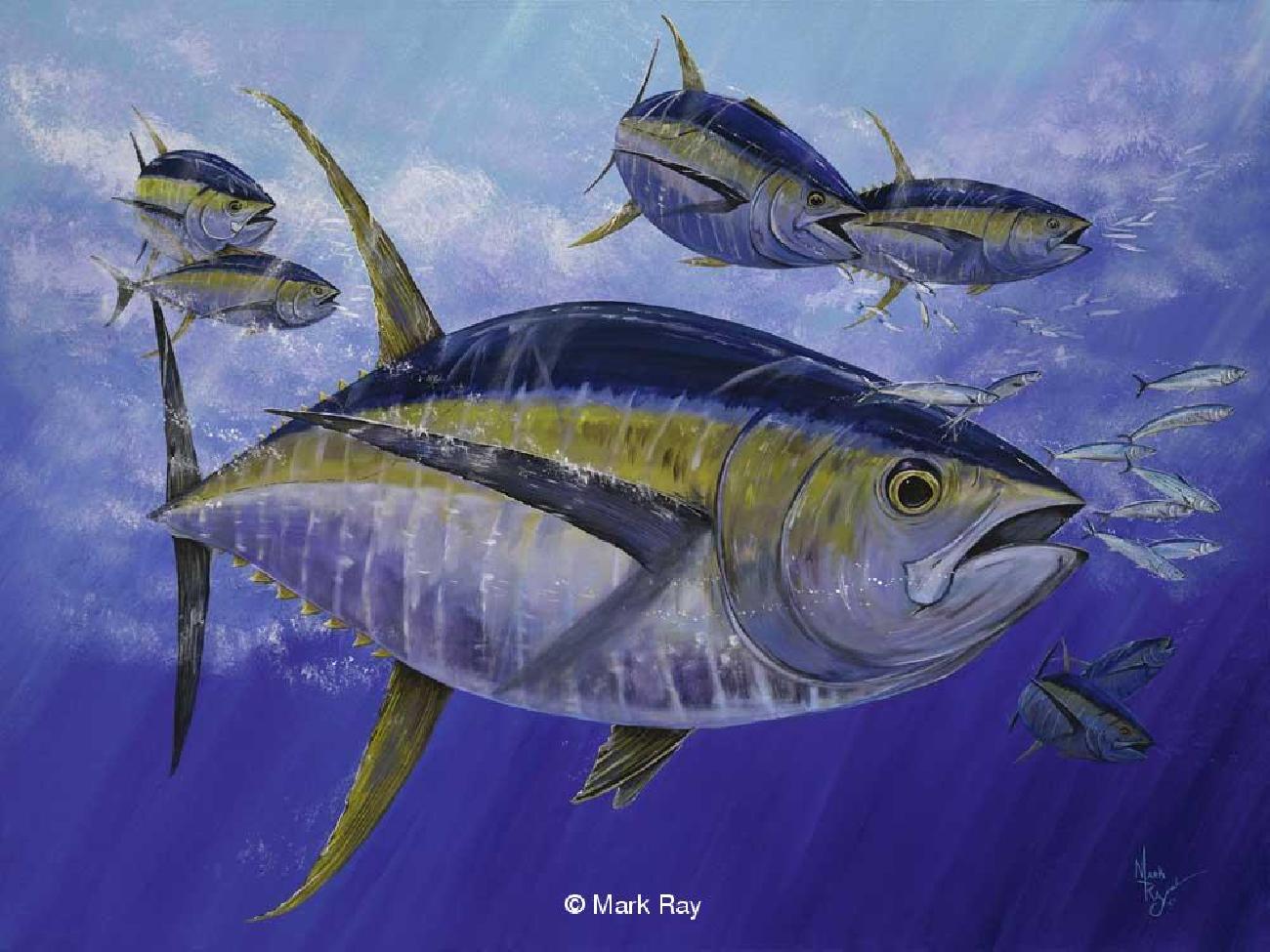1300x975 Old Yeller - Yellowfin Tuna Painting