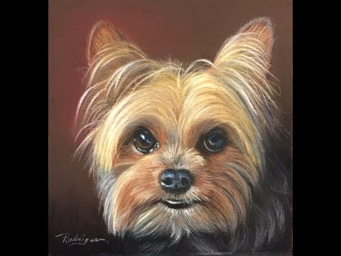 480x360 Yorkie Pastel Speed Painting - Yorkie Painting