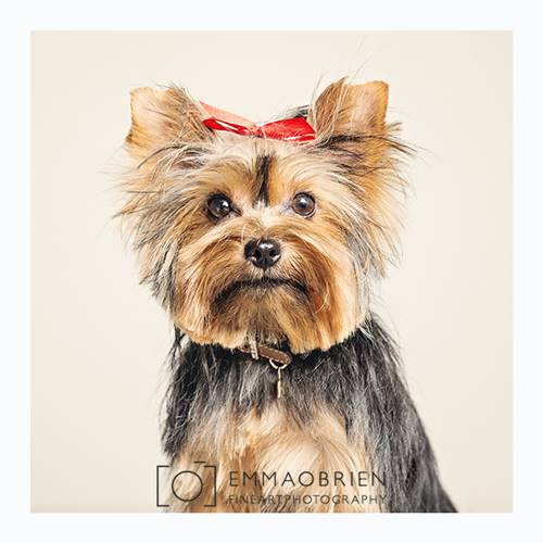 500x500 Hand Painting Of Yorkie - Yorkie Painting