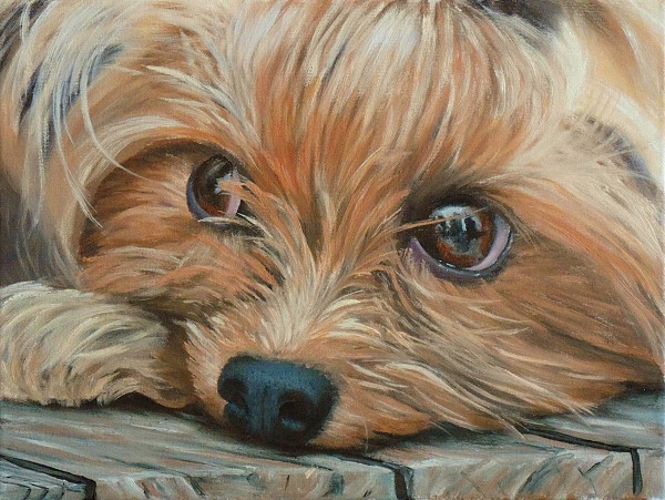 600x451 How To Paint A Yorkshire Terrier In Oil - Yorkie Painting