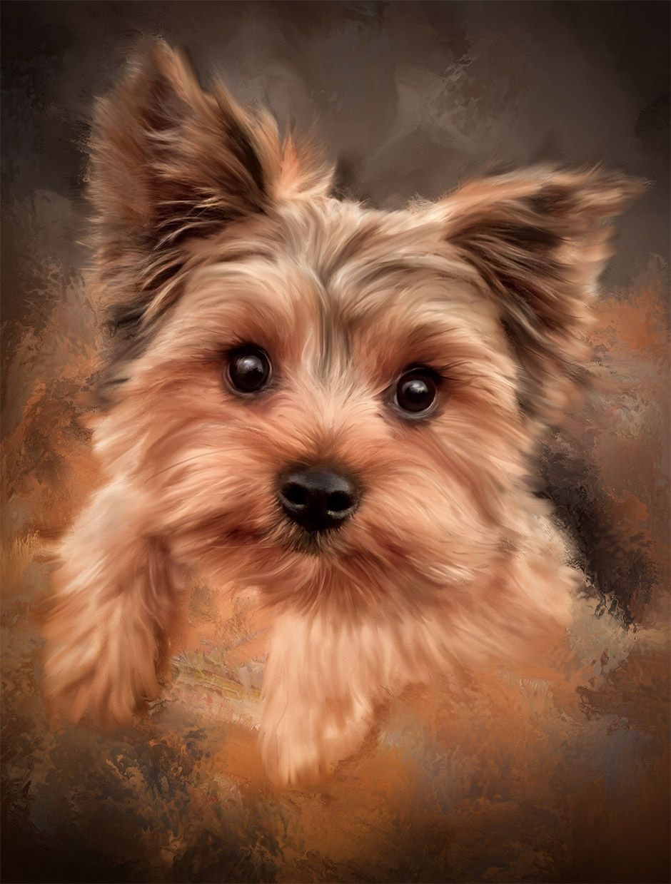 940x1239 Image Result For Yorkie Painting Ideascostumespaintings Etc - Yorkie Painting