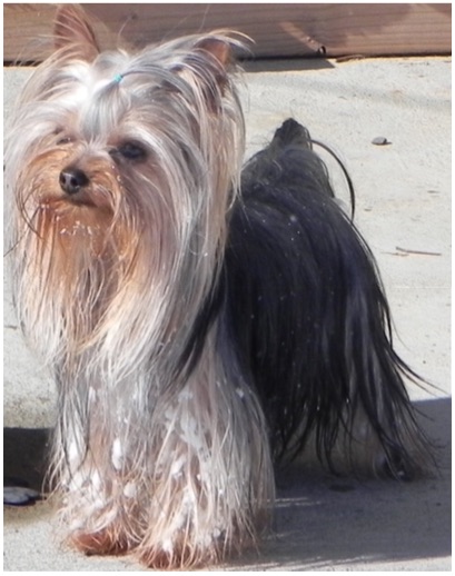 409x518 Painting A Yorkshire Terrier Using Pastel Pencils Colin Bradley Art - Yorkshire Terrier Painting