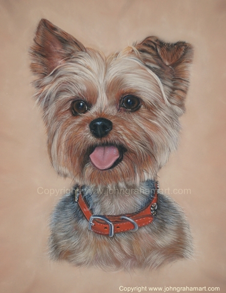 463x600 A Yorkshire Terrier Portrait Completed In Soft Pastels - Yorkshire Terrier Painting