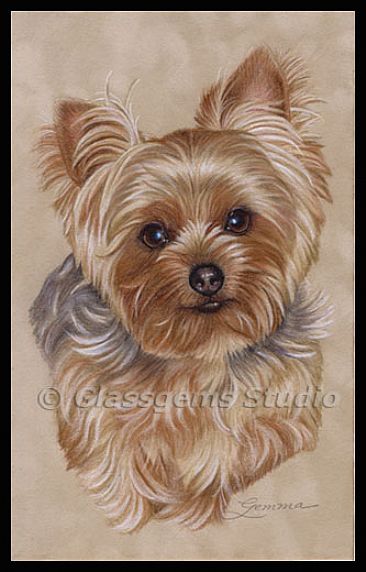 366x572 Yorkshire Terrier - Yorkshire Terrier Painting
