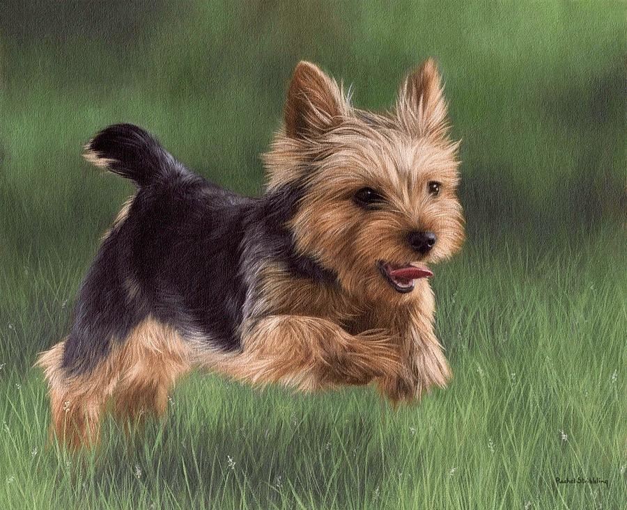 900x733 Yorkshire Terrier Painting Painting By Rachel Stribbling - Yorkshire Terrier Painting