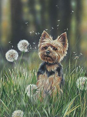 282x380 Yorkshire Terrier Paintings In Dog Original Paintings - Yorkshire Terrier Painting