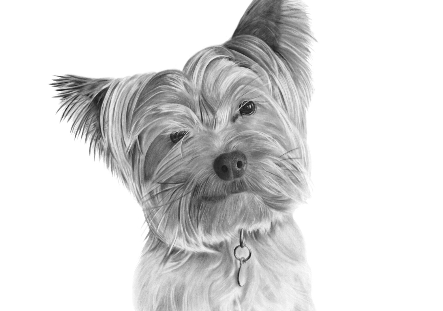 1536x1080 Yorkshire Terrier Portrait - Yorkshire Terrier Painting
