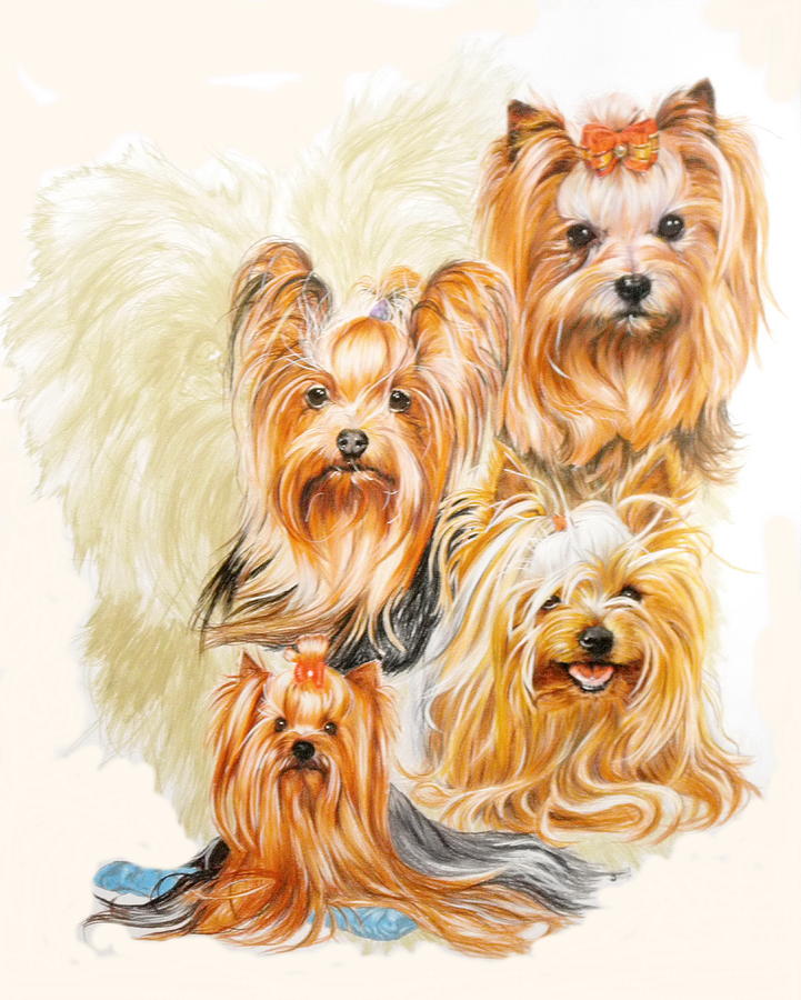721x900 Yorkshire Terrier Wghost Mixed Media By Barbara Keith - Yorkshire Terrier Painting