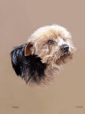 300x400 Dog Portraits Yorkshire Terrier Painting Of Charlie By Isabel - Yorkshire Terrier Painting