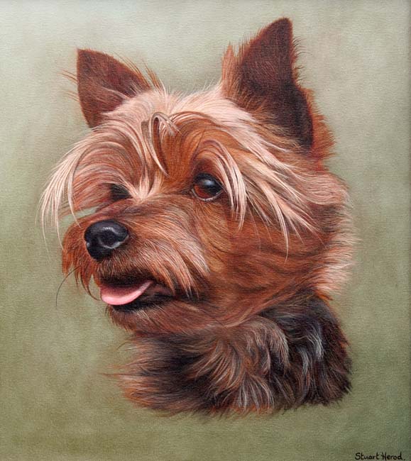 579x650 Dog Portraits In Oil Thoroughbredfineart - Yorkshire Terrier Painting