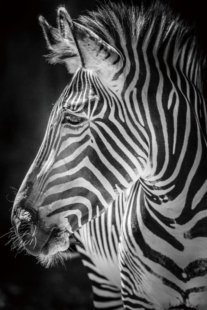 Zebra Head Painting at PaintingValley.com | Explore collection of Zebra ...