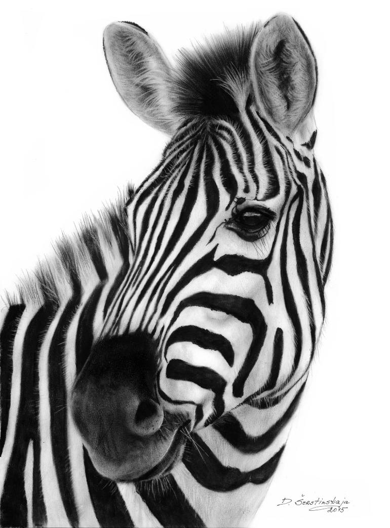 770x1040 Saatchi Art Zebra Photorealistic Painting Painting By - Zebra Head Painting