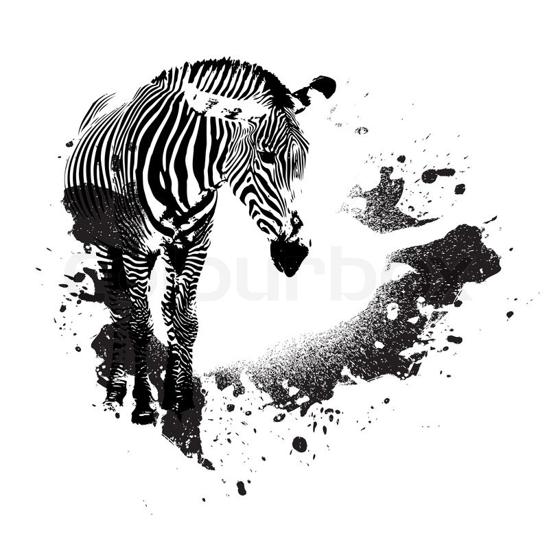800x800 Zebra In Black And White With Splatted Paint Accents Stock - Zebra Head Painting