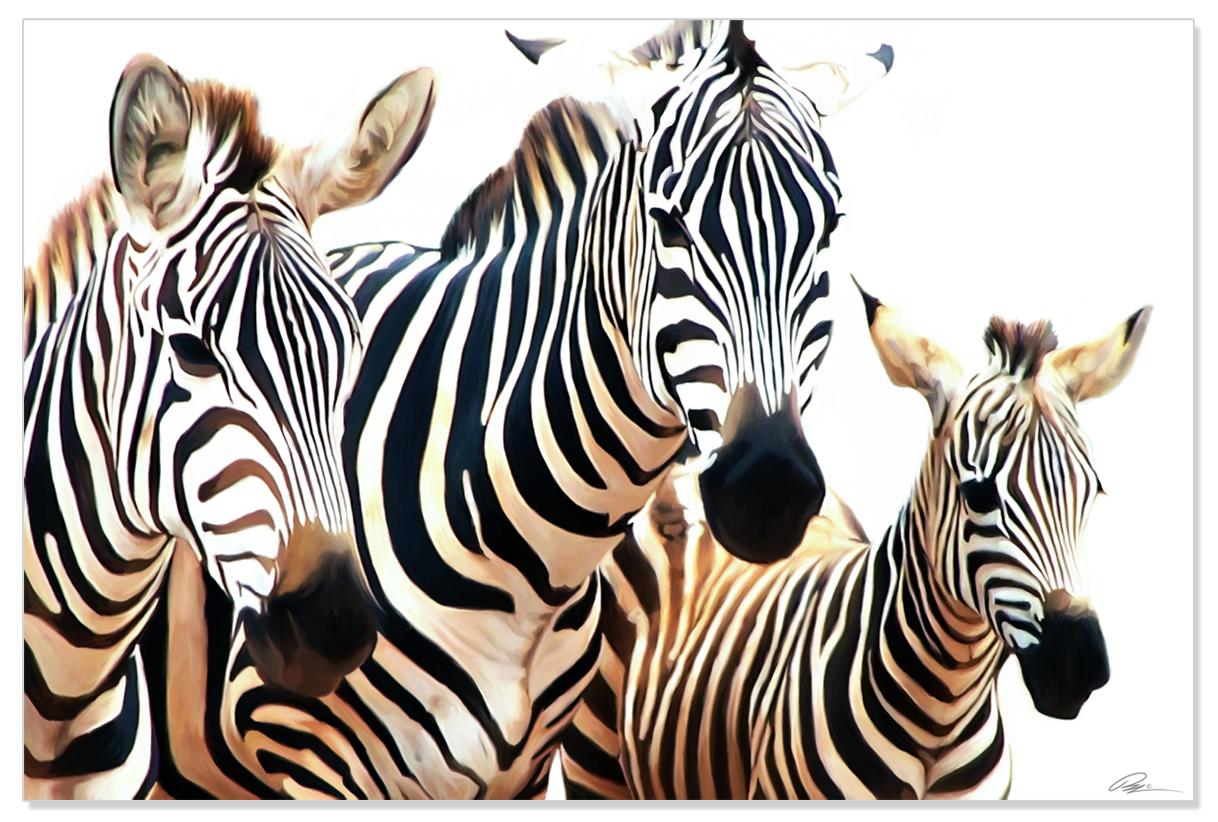 1218x822 Family Photo Painting Of Zebra Family Minerswildlifeart's Blog - Zebra Painting