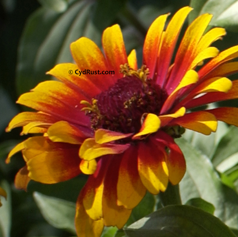 800x798 Acrylic Painting Demonstration Zowie Zinnia - Zinnia Flower Painting