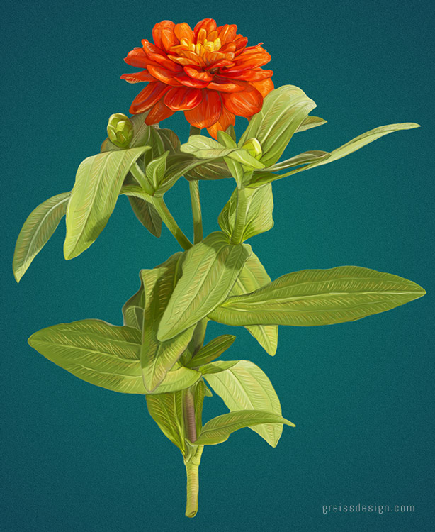 614x750 Flower Painting - Zinnia Flower Painting