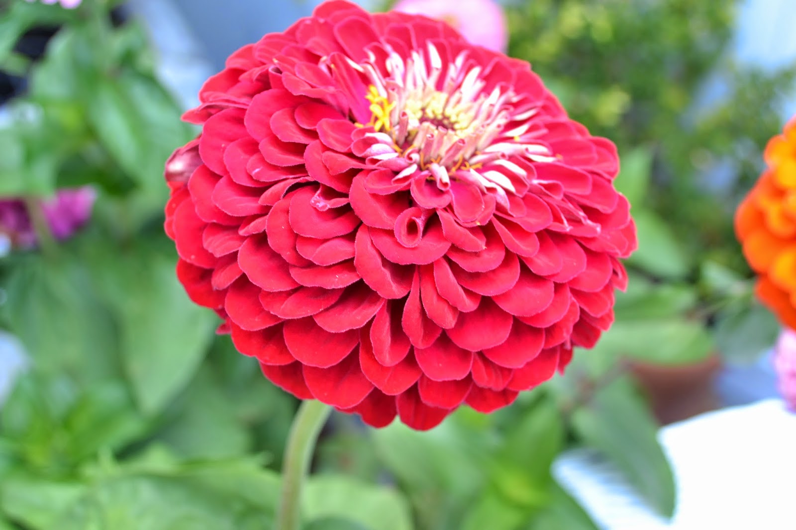 1600x1066 My Painted Garden Happy Summer Painting Zinnias - Zinnia Flower Painting