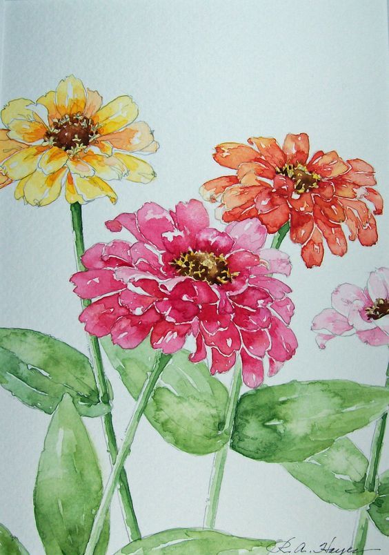 564x804 Daily Watercolors Zinnias Watercolor Painting Watercolor How - Zinnia Flower Painting