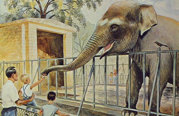 600x389 Elephant - Zoo Painting
