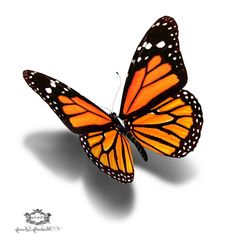 Download Realistic 3d Butterfly Drawing