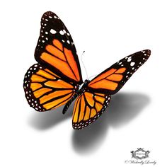 Download 3d Butterfly Sketch At Paintingvalley Com Explore Collection Of 3d Butterfly Sketch