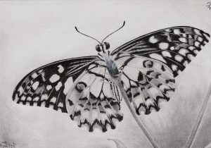 300x210 Butterfly Drawings In Pencil Butterfly Pencil Sketch Butterfly - 3d Butterfly Sketch