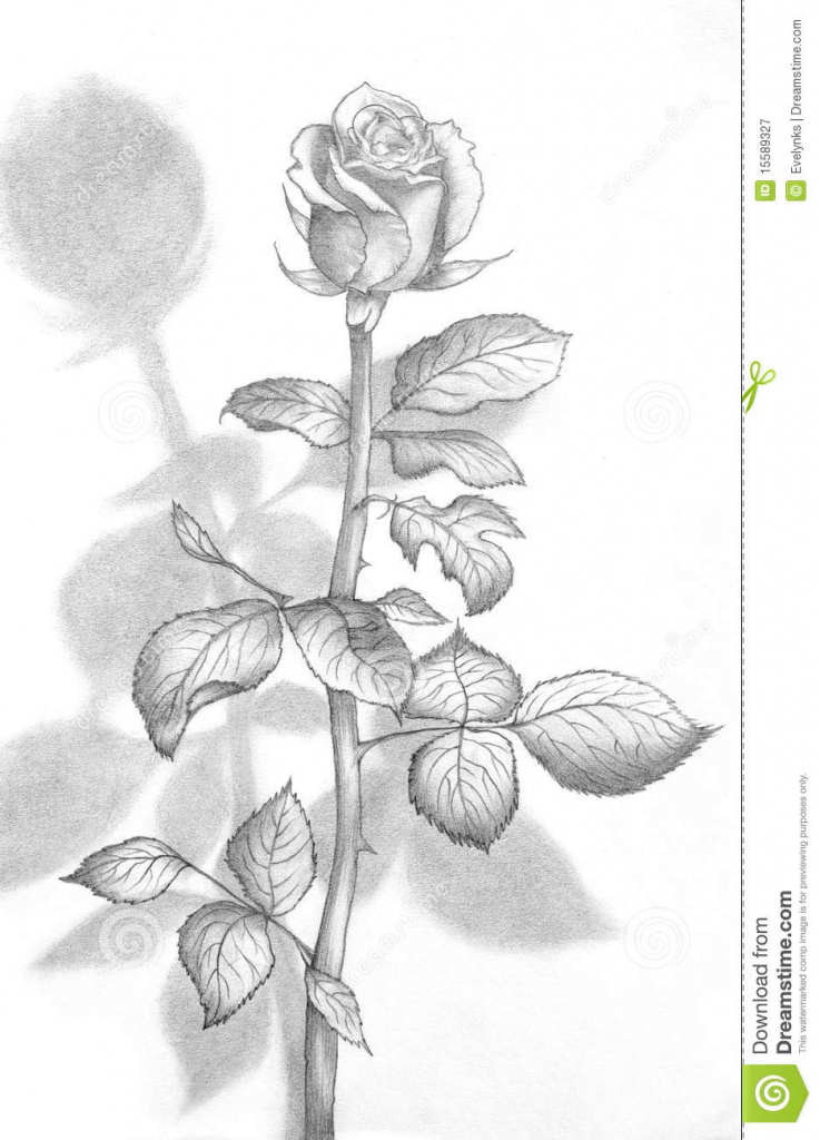 737x1024 Drawn 3d Flower - 3d Flower Sketch