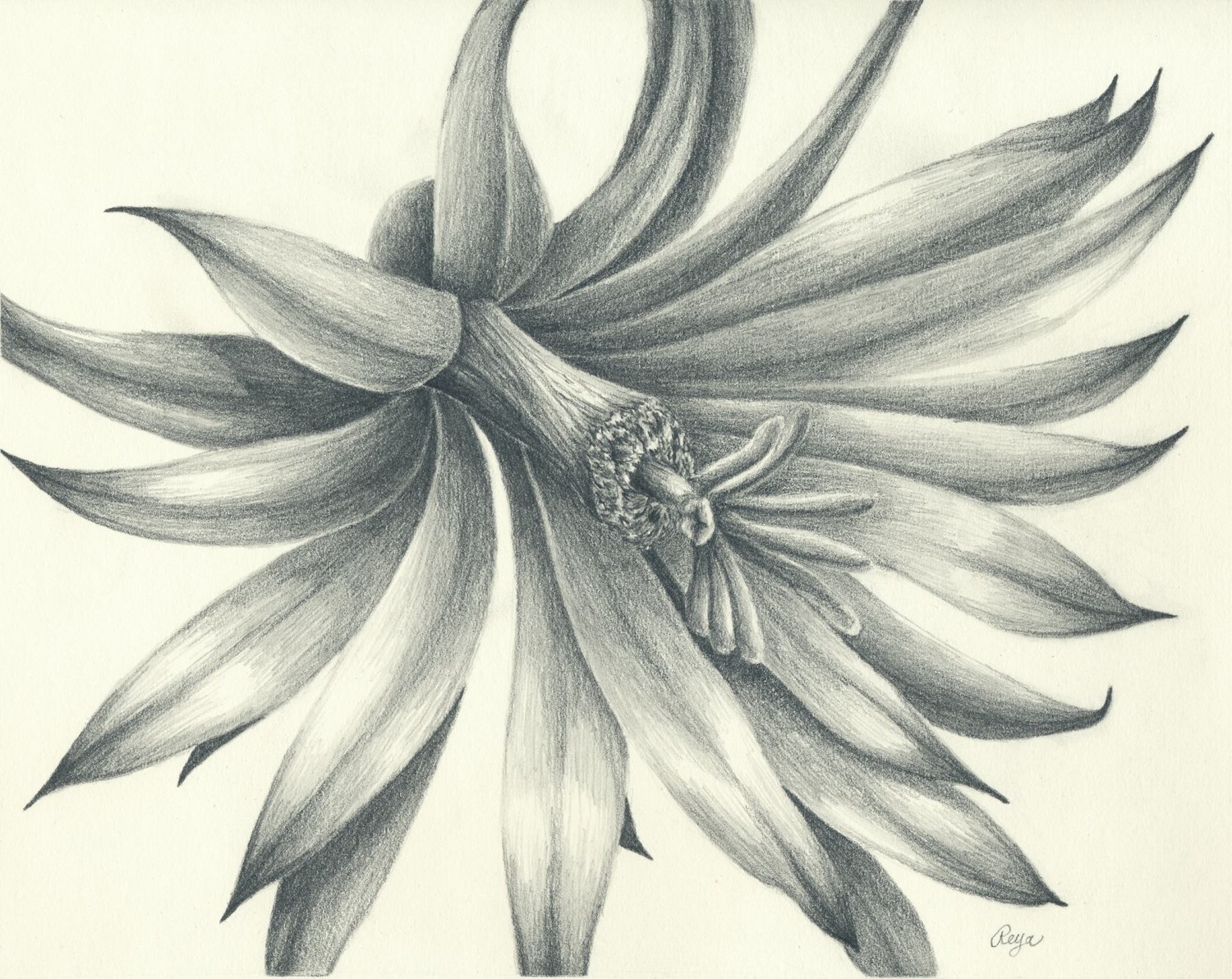 3d Flower Sketch at Explore collection of 3d