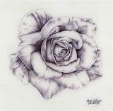 160x158 Rose Drawings. Rose Drawing ~ 3d Drawing - 3d Flower Sketch