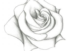 300x210 Rose Flower 3d Pencil Art 3d Flower Drawing At Getdrawings Free - 3d Flower Sketch