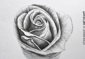 300x210 3d Pencil Drawings Of Roses 3d Flower Pencil Drawing - 3d Flower Sketch
