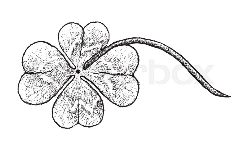 800x467 Symbols For Fortune And Luck, Illustration Hand Drawn Sketch Of - 4 Leaf Clover Sketch