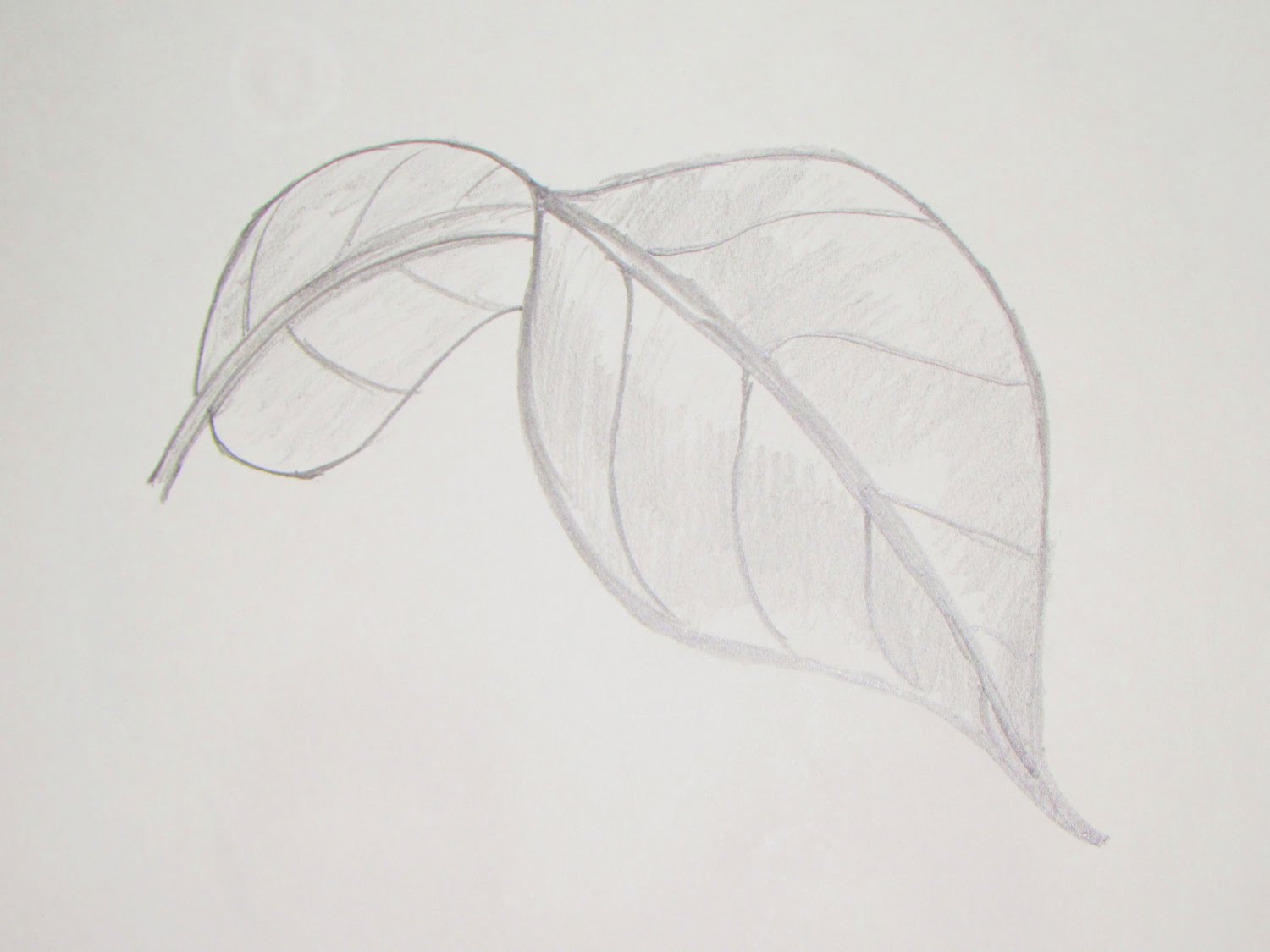 1500x1125 How To Draw Or Sketch Long Turned Mango Leaf - 5 Sketch