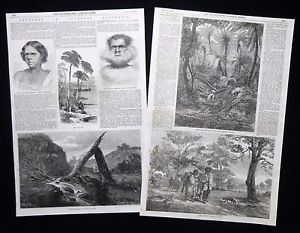 300x233 Sketches In Australia Aborigine Aboriginal Victorian Prints - Aboriginal Sketches