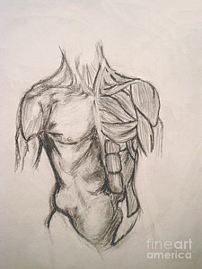 225x300 Abs Drawings Fine Art America - Abs Sketch