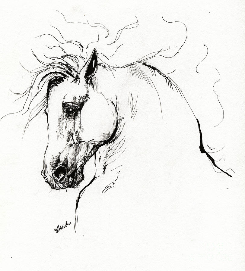 812x900 Andalusian Horse Drawing 1 Drawing By Angel Ciesniarska - Abstract Horse Sketch