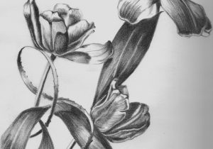300x210 Abstract Flower Pencil Sketches Pencil Drawing Of Abstract Flowers - Abstract Pencil Sketches