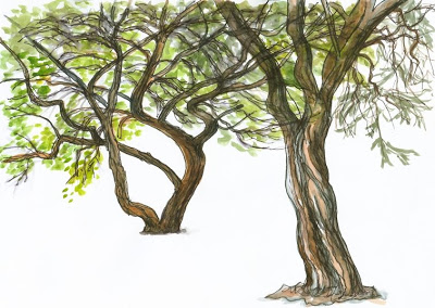 Acacia Tree Sketch