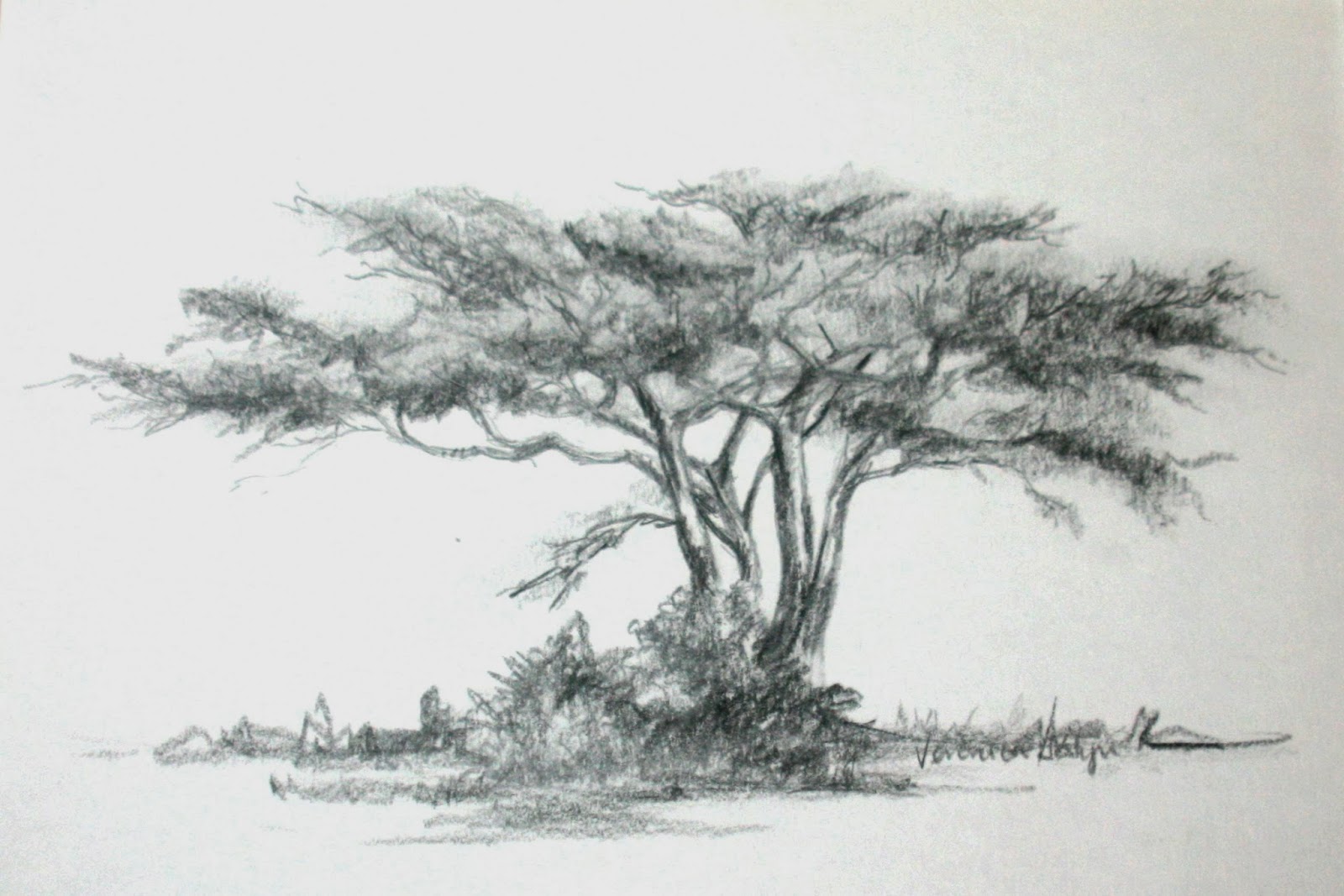 1600x1067 Acacia Tree - Acacia Tree Sketch
