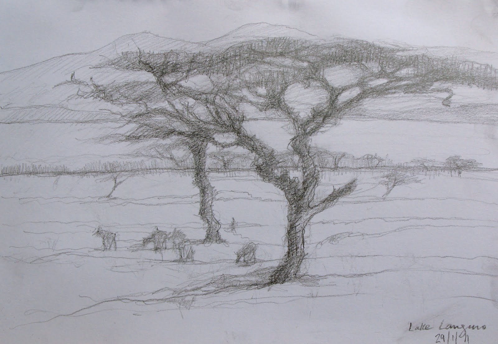 1600x1104 Acacia Trees, Bishangari, Lake Langano Real Art - Acacia Tree Sketch